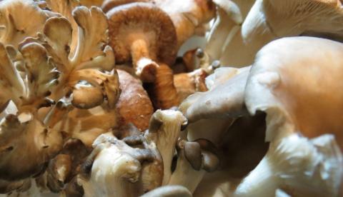 Want healthy bones? Eat mushrooms!