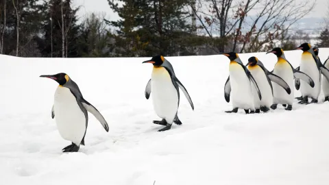 Let it snow (but take precautions!)